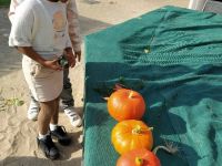 Onze moestuin